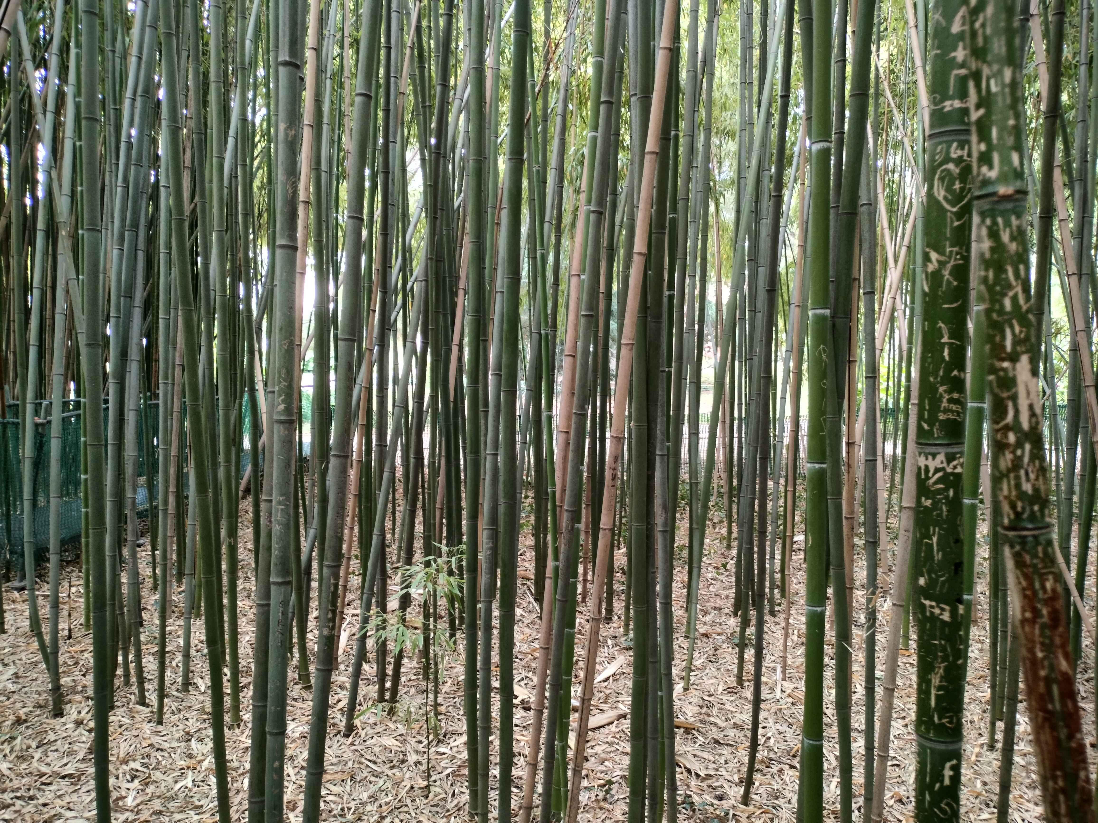 Bamboo Forest